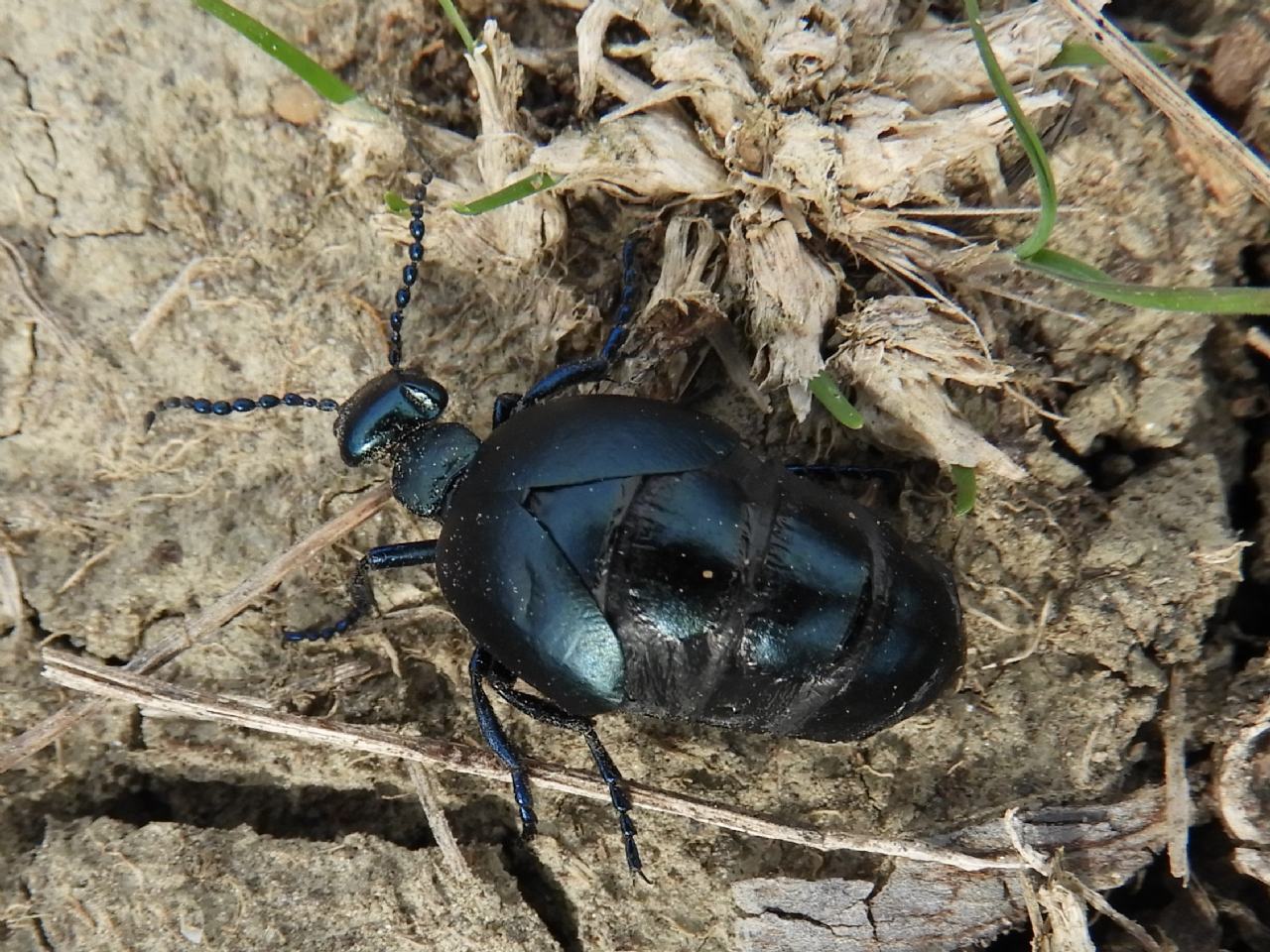 Meloidae: Meloe proscarabeus? No, Meloe autumnalis autumnalis, femmina